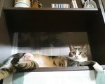 摜